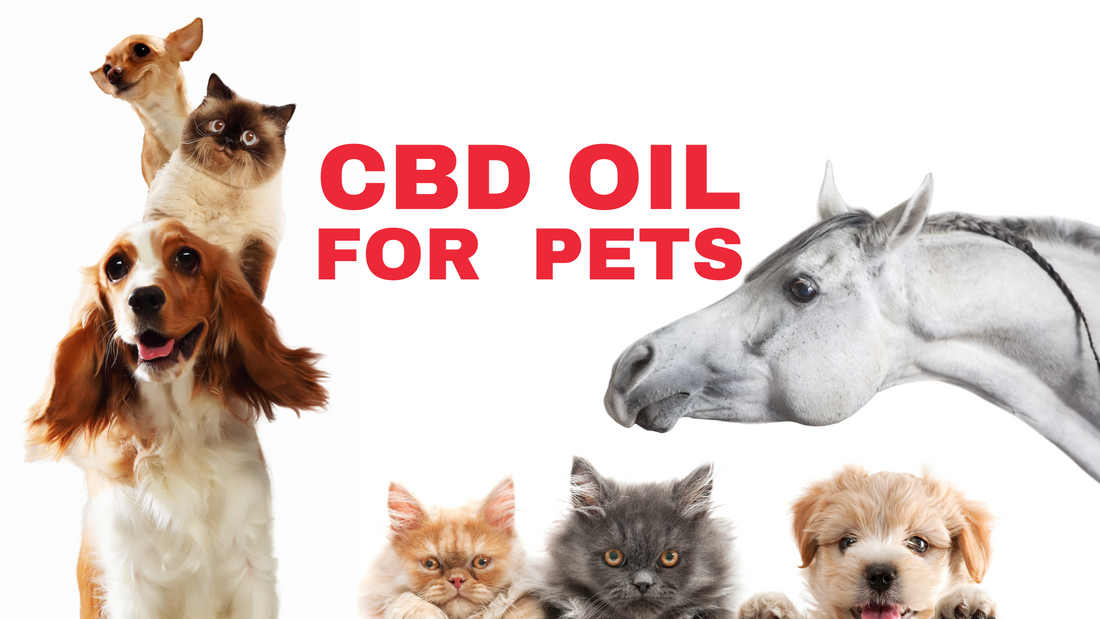 CBD Oil for Pets: The Ultimate Guide