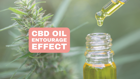 Understanding the Entourage Effect CBD and Terpenes Explained