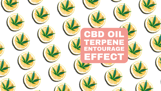 The Entourage Effect Maximum Benefits of CBD with Terpene Blends