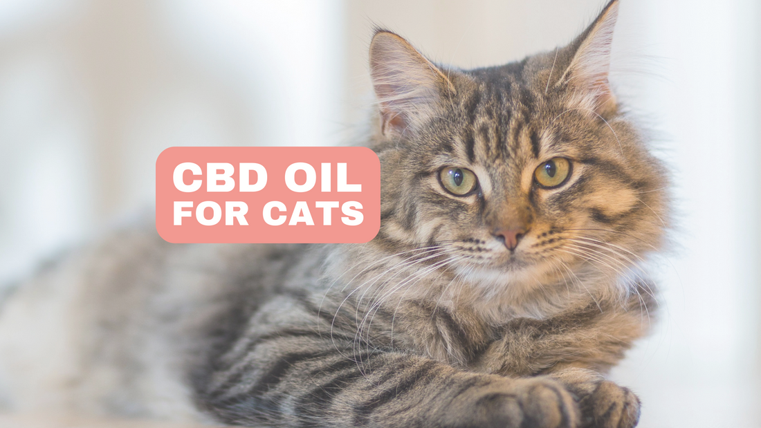 Cbd Oil For Cat