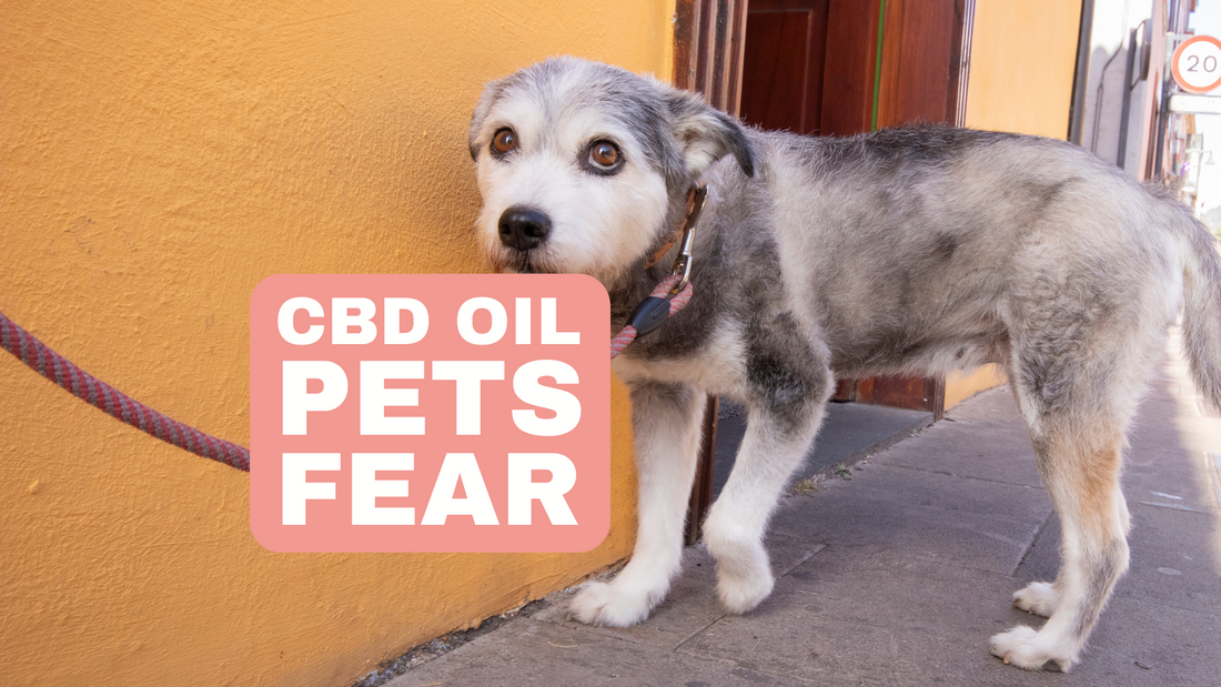 CBD Oil for Pets with Fear of Thunderstorms Calming during Bad Weather