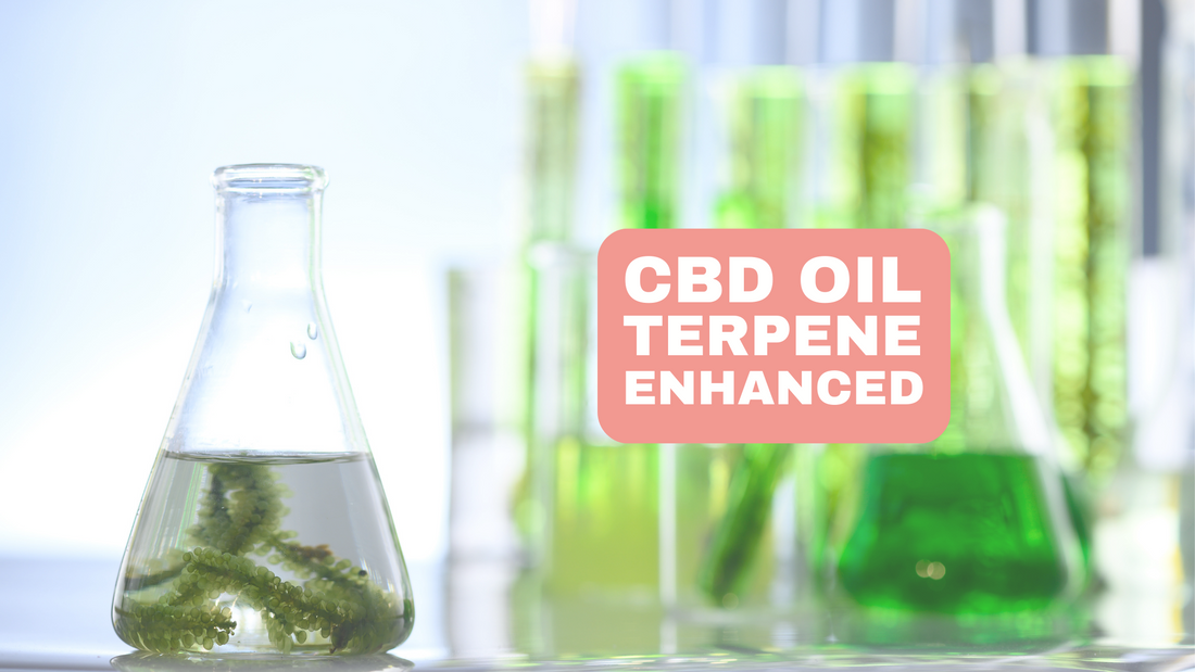 The art and science of terpene infusion in CBD oil