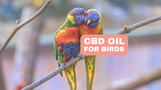 CBD Oil For Birds